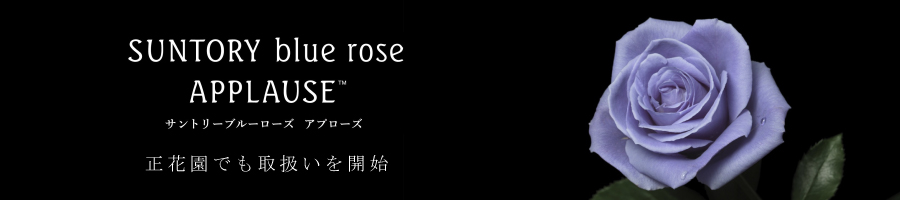 SUNTORY blue rose APPLAUSE 正花園でも取扱いを開始