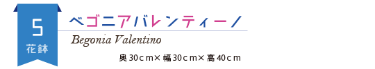 ベゴニアバレンティーノ