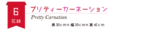 プリティーカーネーション