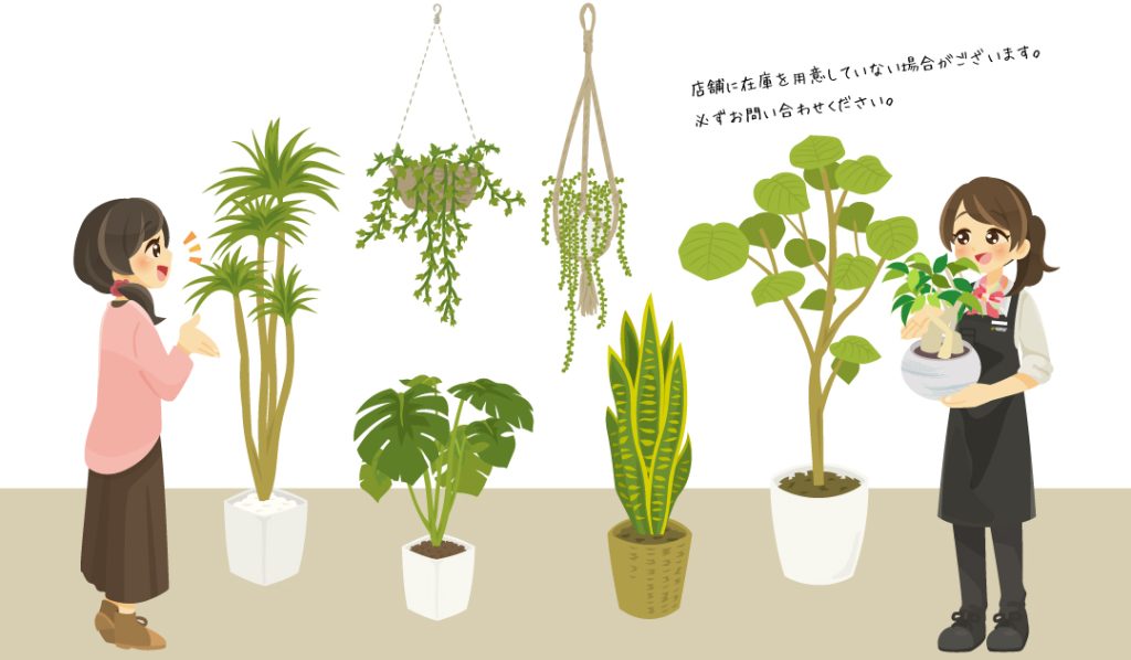 観葉植物