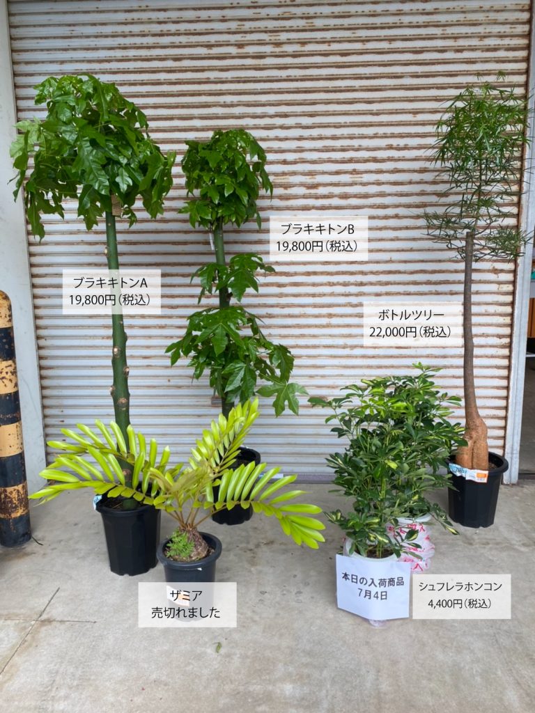 観葉植物入荷案内20220704