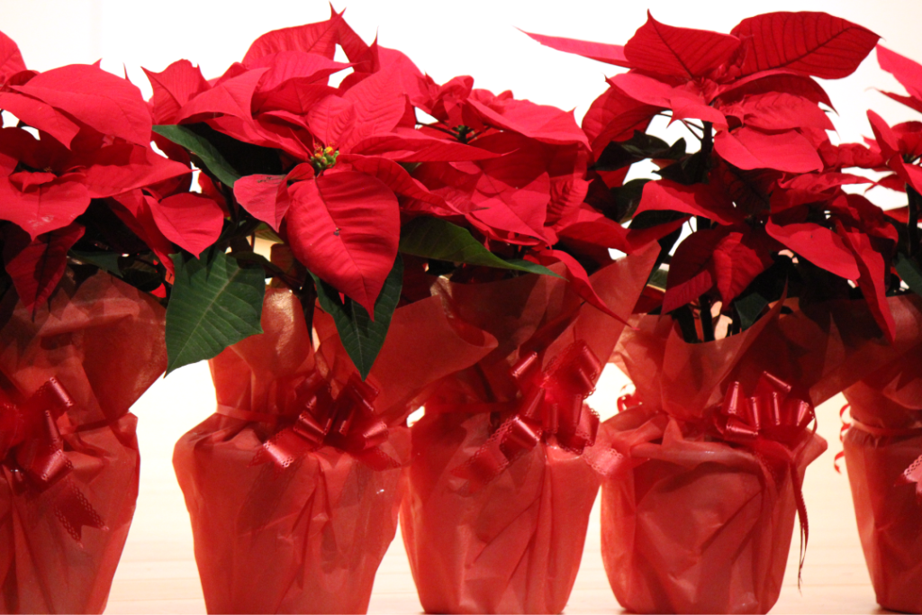 ポインセチア特集 - 金沢正花園 