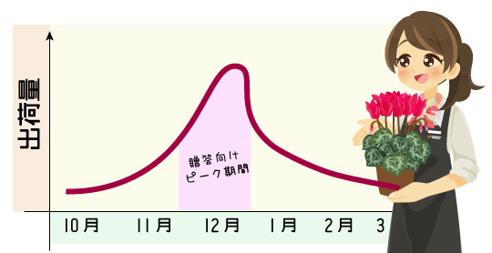 シクラメンの出荷時期と最盛期