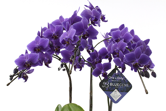 青色の胡蝶蘭（ブルージーン）特集 - 正花園 
