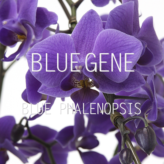 ファレノプシス：Blue Gene（ブルージーン）(R)1本立ち4号鉢植えラッピング（受皿付） ギフトに]ファレノプシス：Blue Gene（ブルージーン）(R)３本立ち6号