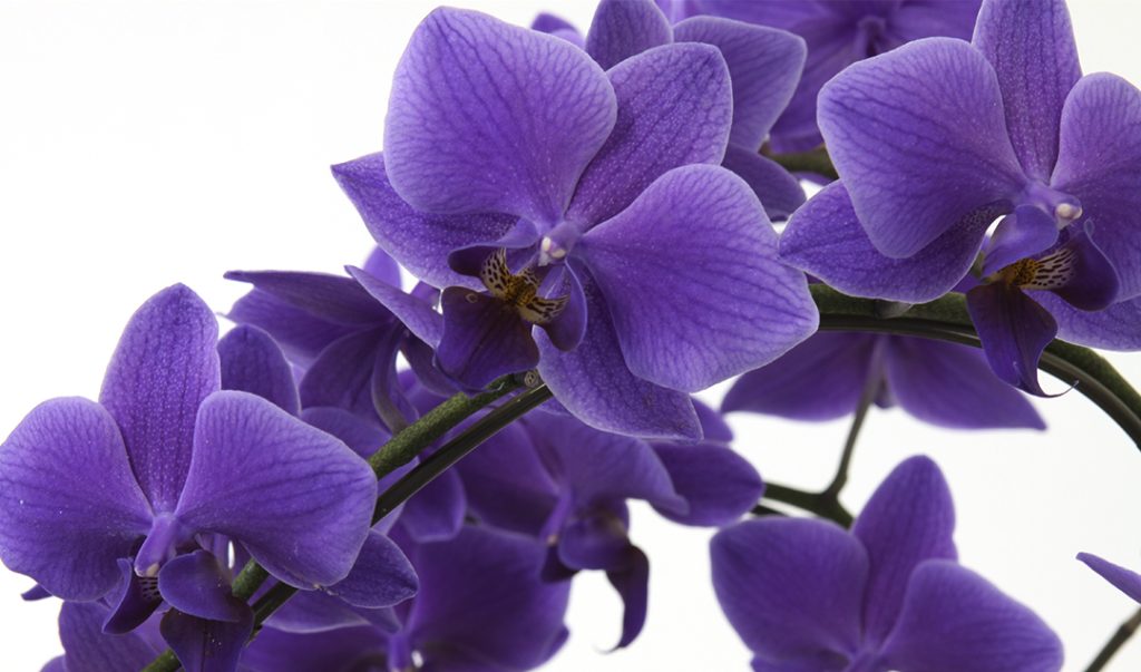 青色の胡蝶蘭（ブルージーン）特集 - 正花園 