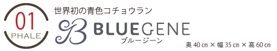 母の日ブルージーン（青色の胡蝶蘭）