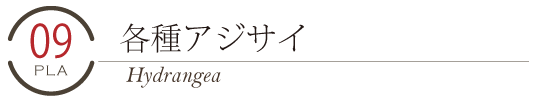 母の日アジサイ各種