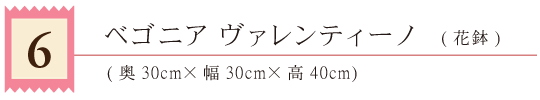 06ベゴニアヴァレンティーノ（花鉢）