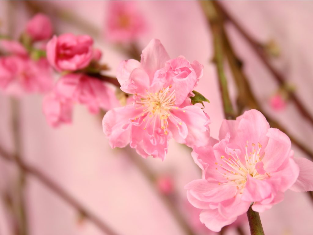 桃の花が開いた写真