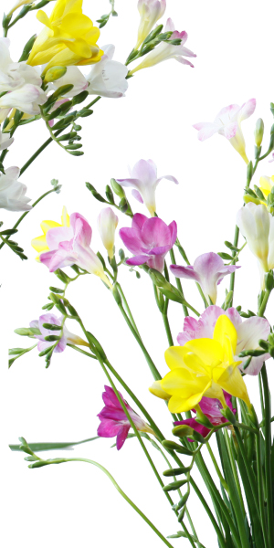 エアリーフローラの開花した画像