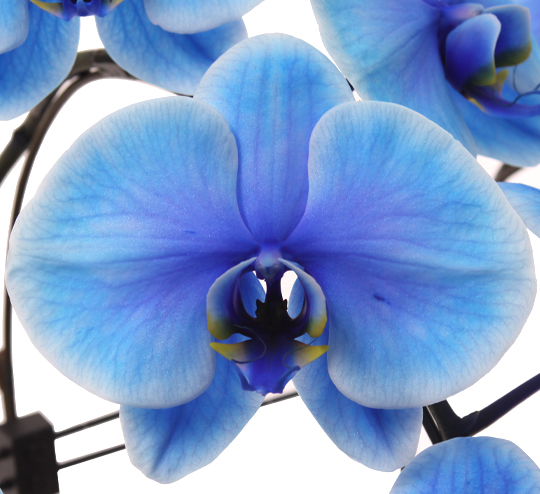 青色胡蝶蘭ブルーエレガンスの花弁