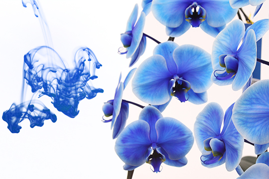 鮮やかな青色胡蝶蘭