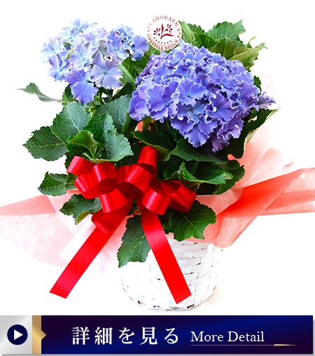 アジサイ花鉢（カーリースパークル）ブルー