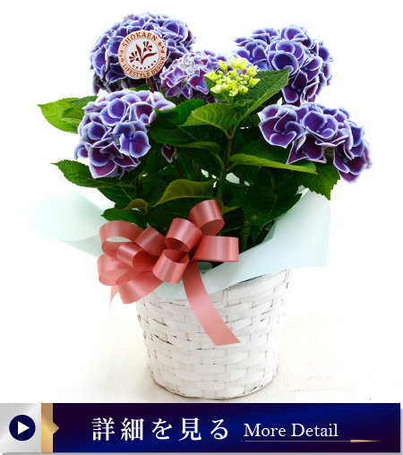 アジサイ花鉢（ホットチボリ）ブルー