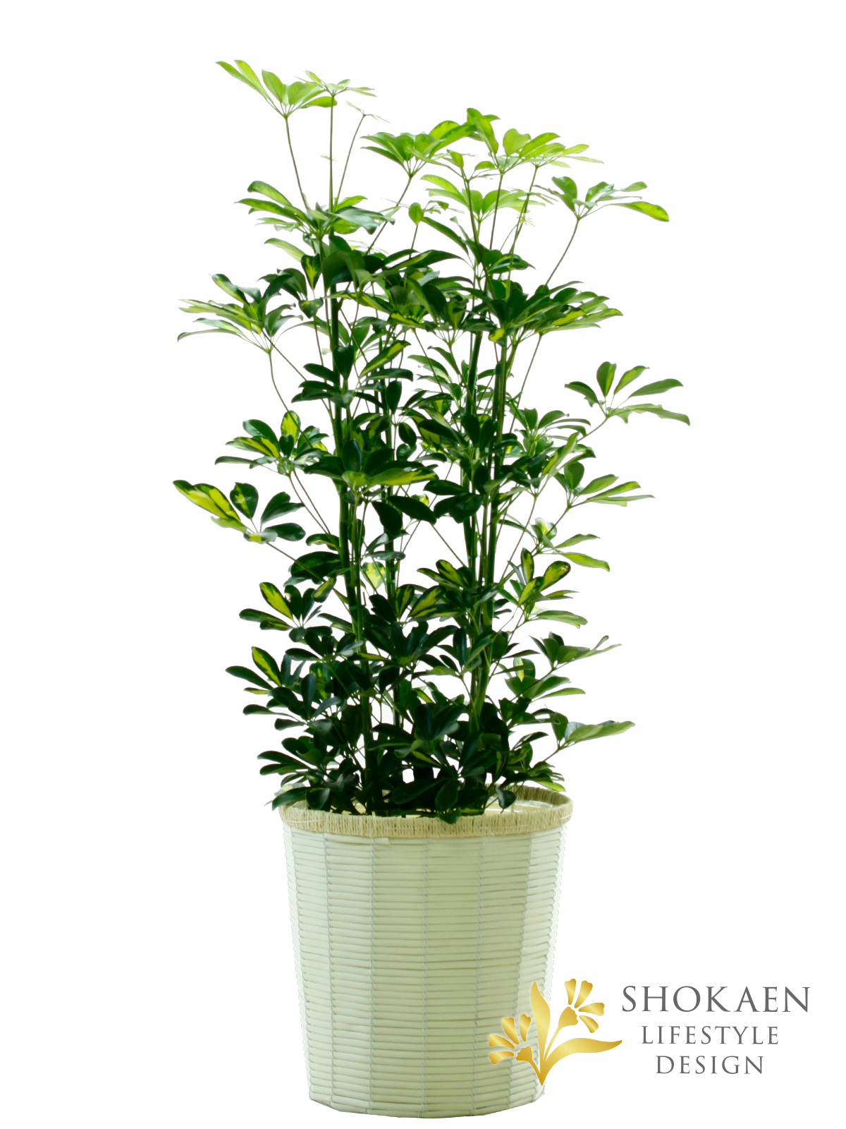 【観葉植物】シュフレラ（斑入り）8寸鉢商品画像01