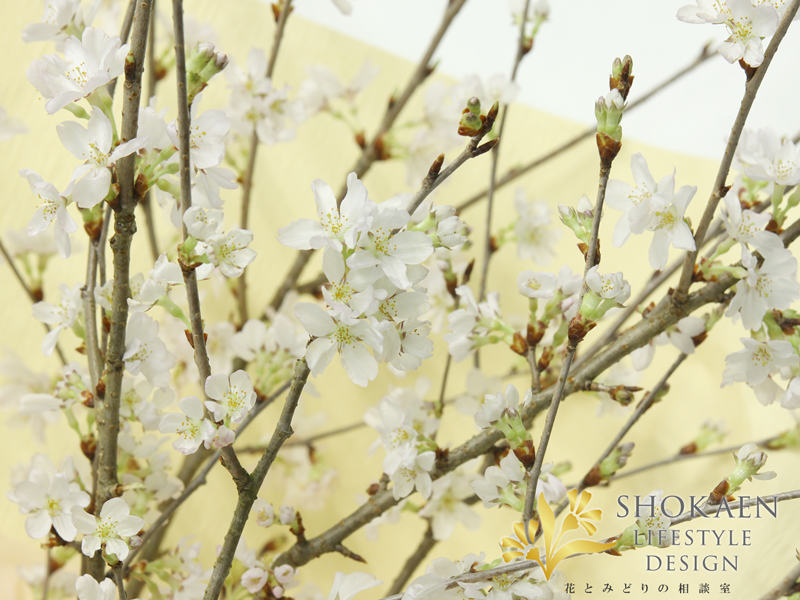 相談02837-4彼岸桜の花束