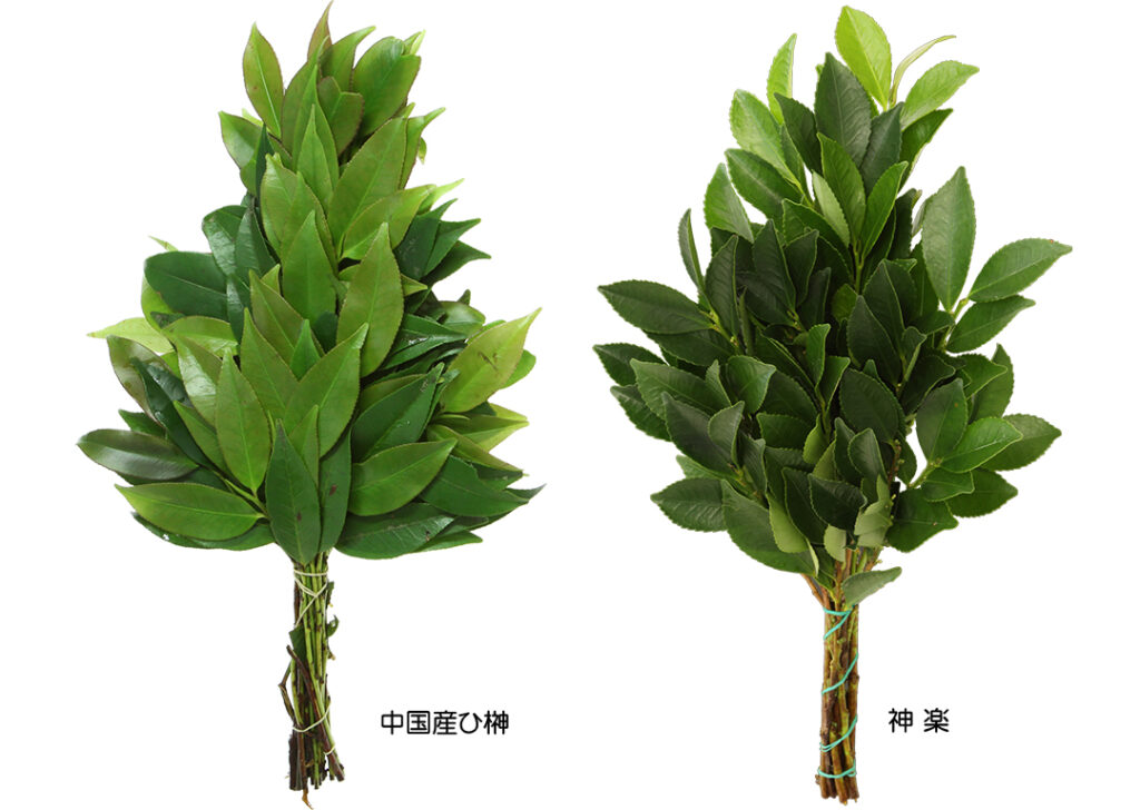 榊の定期便「神楽」の魅力特集 - 正花園