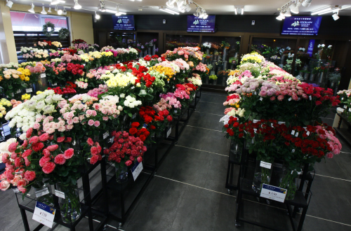 色や本数で異なる バラの花言葉特集 石川県金沢市の花屋 正花園